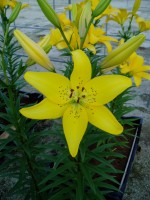 [1627 CEBDazzel No01.JPG]